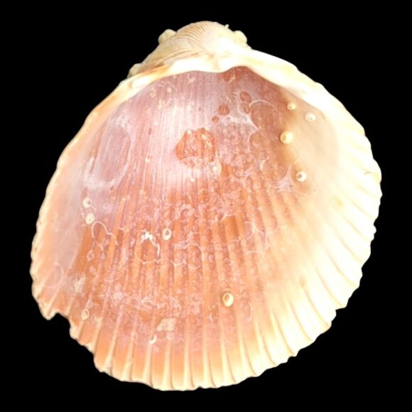 Lot 9 Atlantic Giant Cockle Shells Dinocardium Vobustum Nautical Seashells Beach - Picture 13 of 16